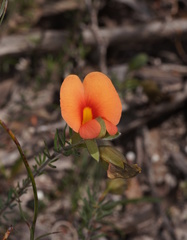 Gompholobium ecostatum