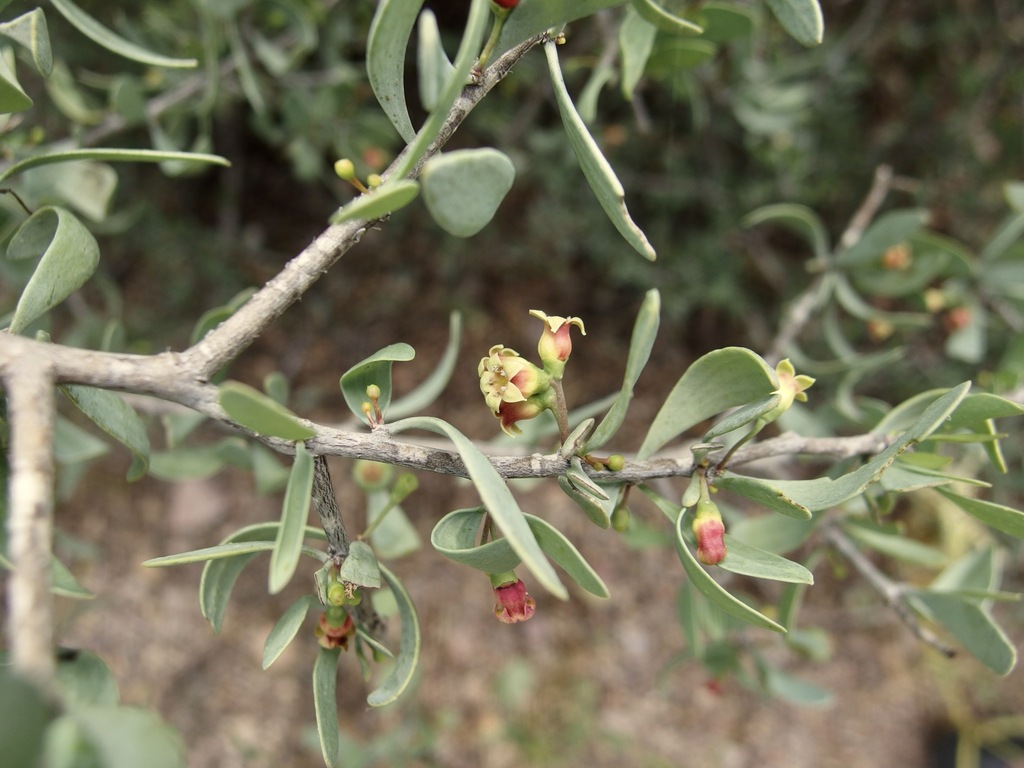 Schoepfia shreveana (Schoepfia shreveana)