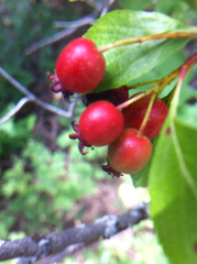 Crataegus rivularis