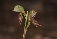 Pterostylis aciculiformis