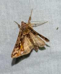 Autographa pulchrina