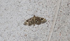Anania coronata