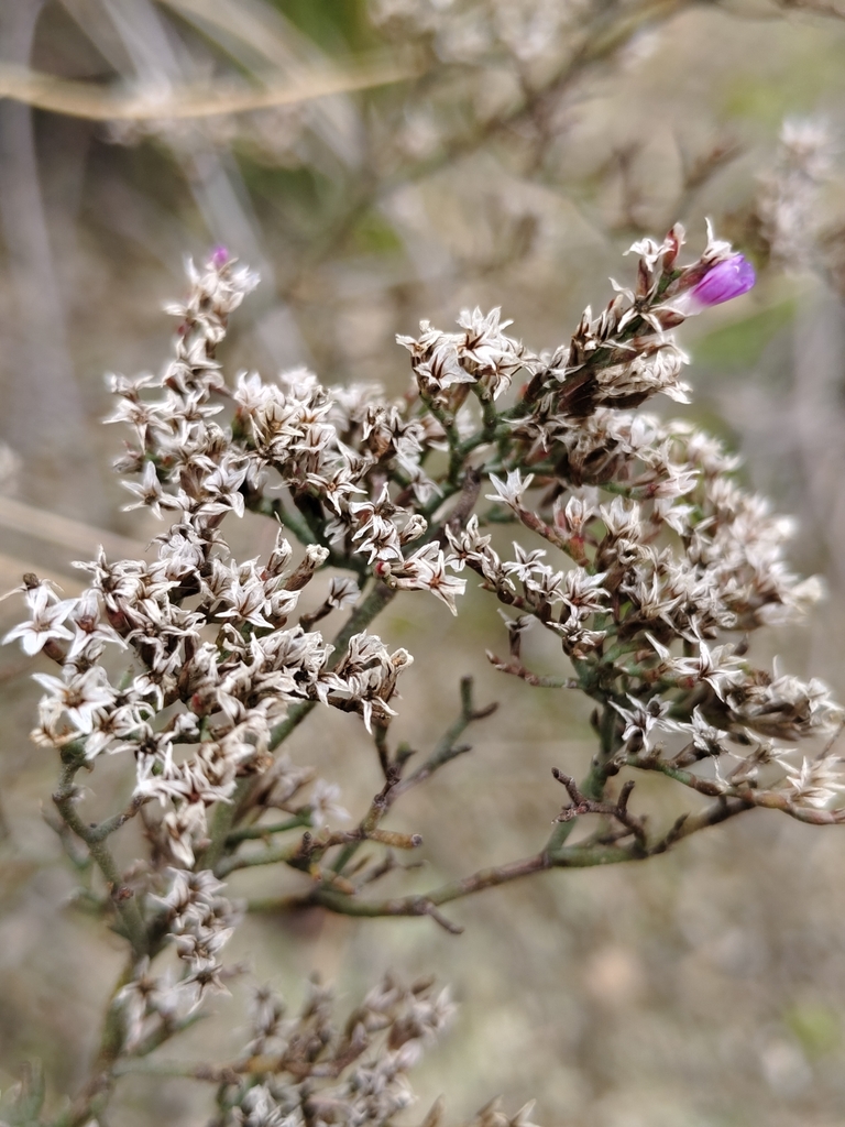 Limonium toletanum