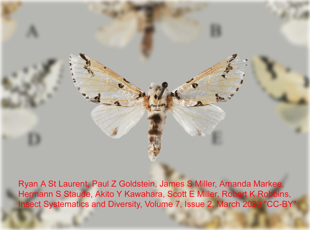 Americerura trigonostigma