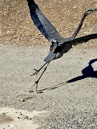 iNaturalist observation photo of Great Blue Heron