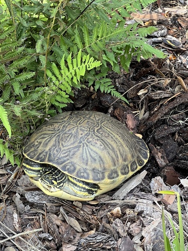 Peninsular Cooter, Dead River Rd, Tavares, FL, US, photo 8 of 10