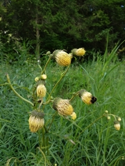 Cirsium erisithales
