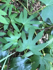 Ipomoea mauritiana