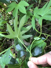 Ipomoea mauritiana