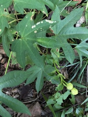 Ipomoea mauritiana