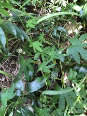 Ipomoea mauritiana