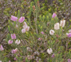 Melaleuca decussata