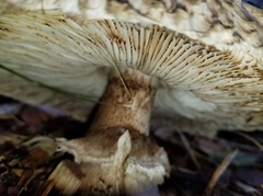 Chlorophyllum