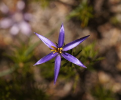 Calectasia intermedia