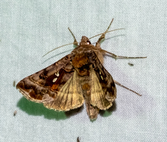 Autographa pulchrina