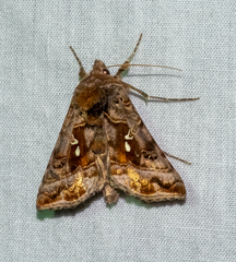 Autographa pulchrina