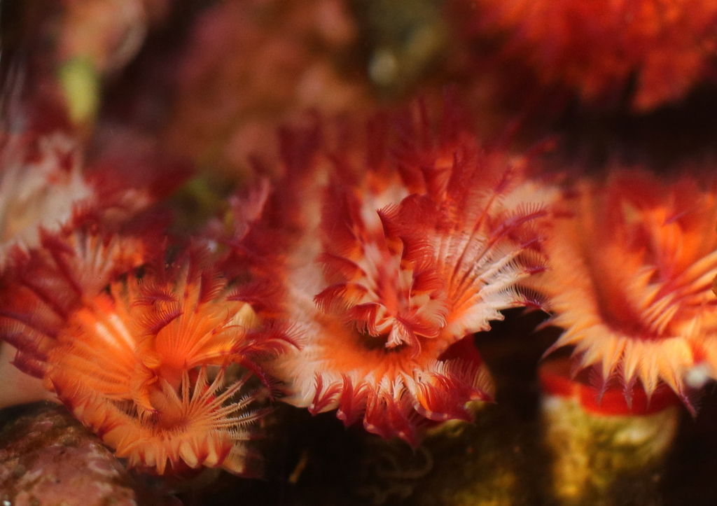 Red Tubeworm