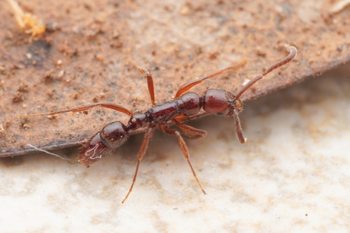 红细颚猛蚁Leptogenys rufida