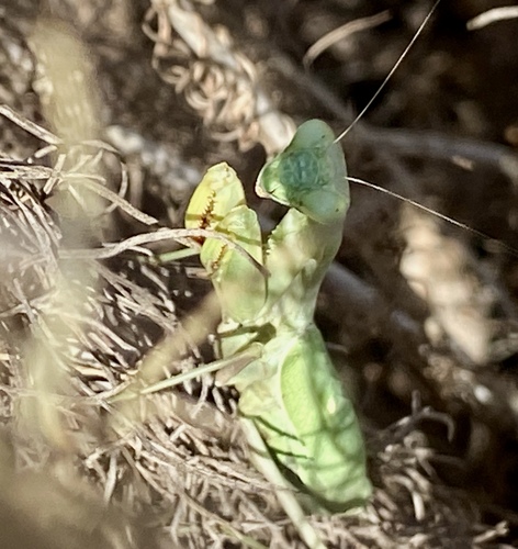 iNaturalist observation photo of Arizona Mantis