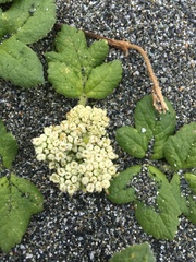 Glehnia littoralis leiocarpa