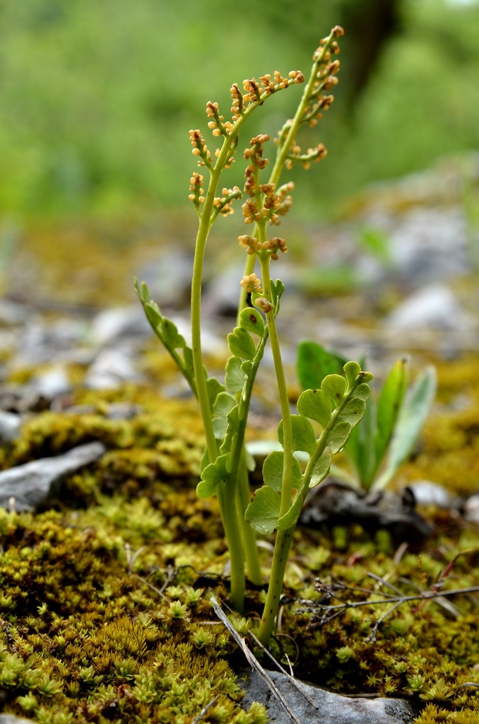 Botrychium onondagense