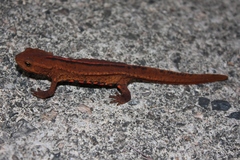Paramesotriton hongkongensis