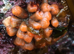 Aplidium coei