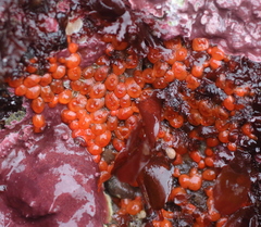 Metandrocarpa taylori