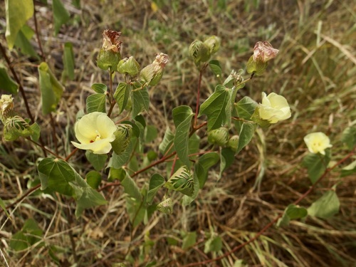 Image of Gossypium davidsonii by (c) Sue Carnahan, some rights reserved (CC BY)