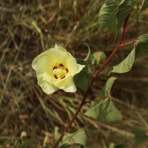 Image of Gossypium davidsonii by (c) Sue Carnahan, some rights reserved (CC BY)