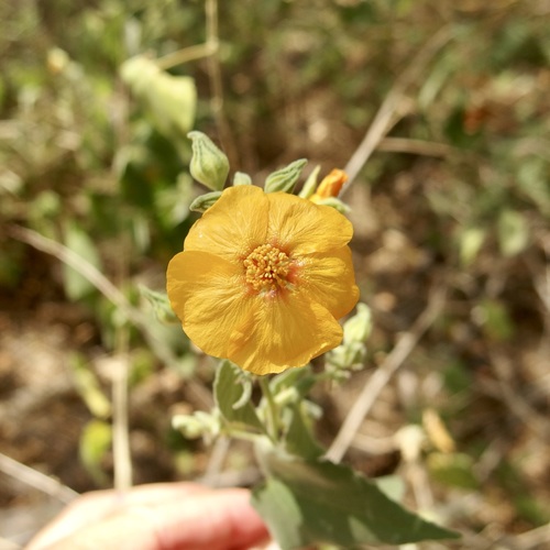 Image of Abutilon abutiloides by (c) Sue Carnahan, some rights reserved (CC BY)