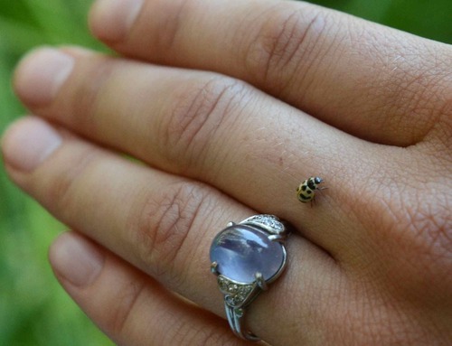 iNaturalist observation photo of American Three-banded Lady Beetle