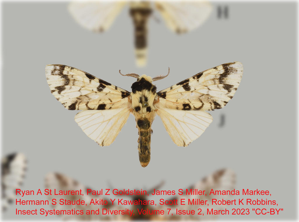 Americerura grandis