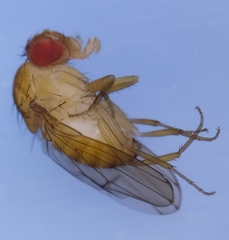 Drosophila immigrans