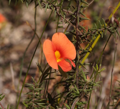 Gompholobium ecostatum