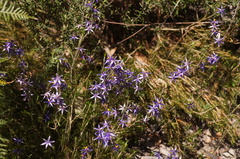 Calectasia intermedia