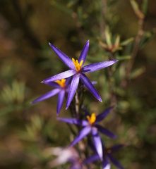Calectasia intermedia