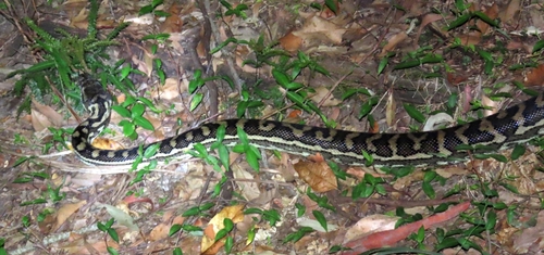Coastal Carpet Python sighting