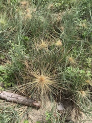 Spinifex littoreus