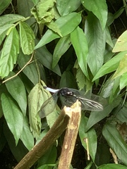 Psolodesmus mandarinus mandarinus
