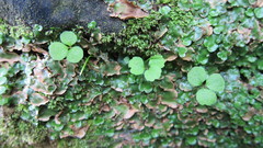Azorella hookeri