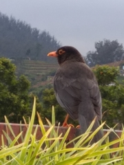 Turdus simillimus