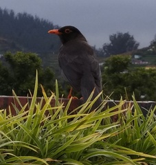 Turdus simillimus