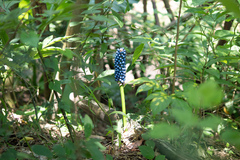 Amorphophallus henryi