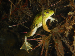 Pelophylax lessonae
