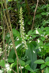 Peristylus goodyeroides