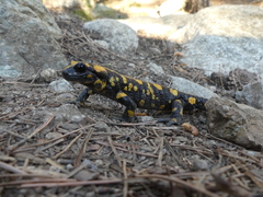 Salamandra corsica