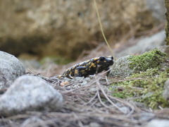 Salamandra corsica