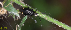 Deraeocoris ater