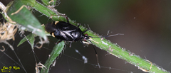 Deraeocoris ater